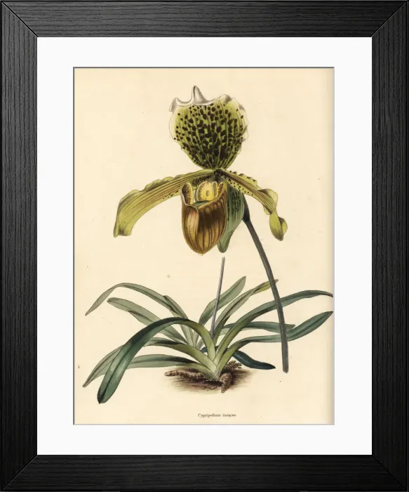 Framed Print : Paphiopedilum insigne orchid Framed Print : Paphiopedilum insigne orchid
