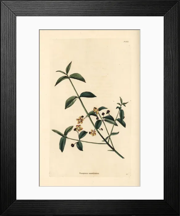 Framed Print : American strawberry bush, Euonymus americanus Framed Print : American strawberry bush, Euonymus americanus