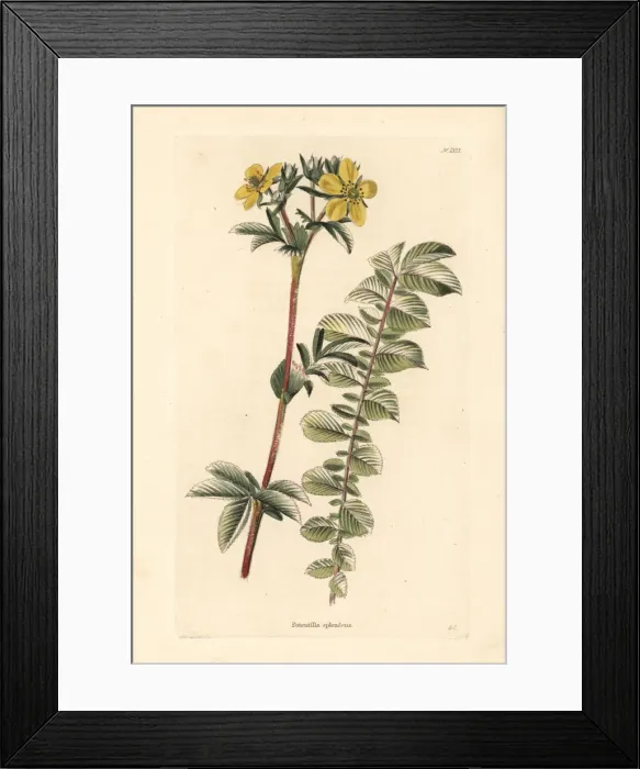 Framed Print : Mountain cinquefoil, Potentilla montana Framed Print : Mountain cinquefoil, Potentilla montana