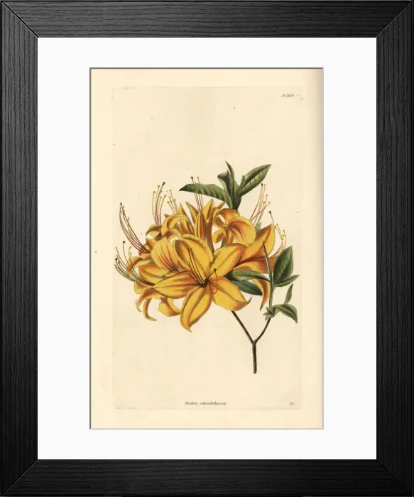 Framed Print : Rhododendron calendulaceum