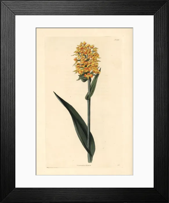 Framed Print : Yellow fringed orchid, Platanthera ciliaris Framed Print : Yellow fringed orchid, Platanthera ciliaris