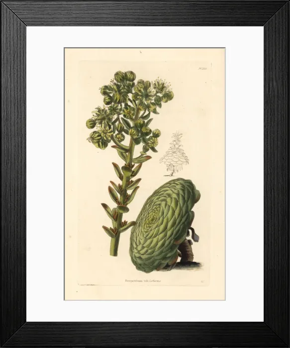 Framed Print : Flat-topped aeonium or saucer plant, Aeonium tabuliforme Framed Print : Flat-topped aeonium or saucer plant, Aeonium tabuliforme