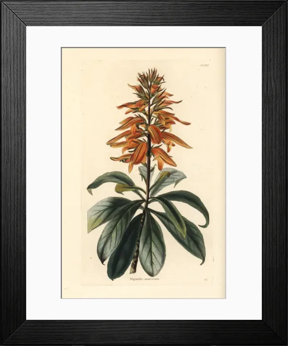 Framed Print : Canary Island foxglove, Isoplexis canariensis. Endangered Framed Print : Canary Island foxglove, Isoplexis canariensis. Endangered