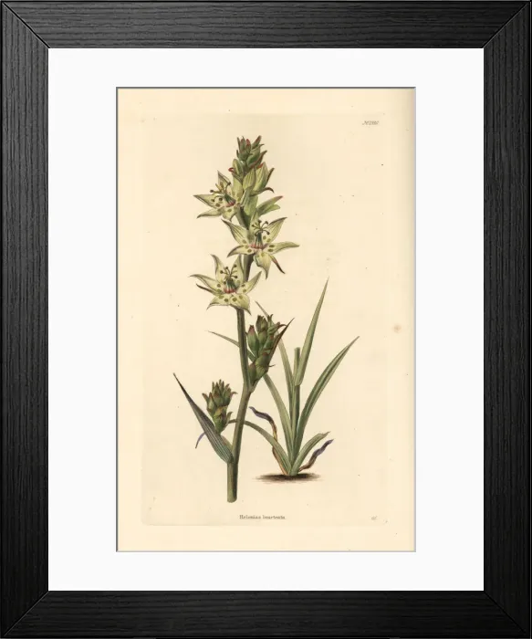 Framed Print : Elegant camas, Anticlea elegans Framed Print : Elegant camas, Anticlea elegans