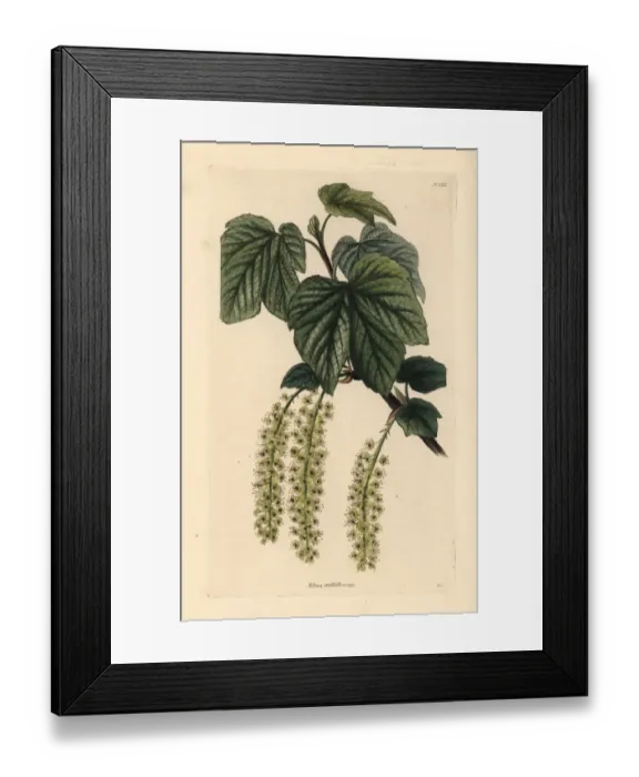 Framed Print : Manyflower currant, Ribes multiflorum