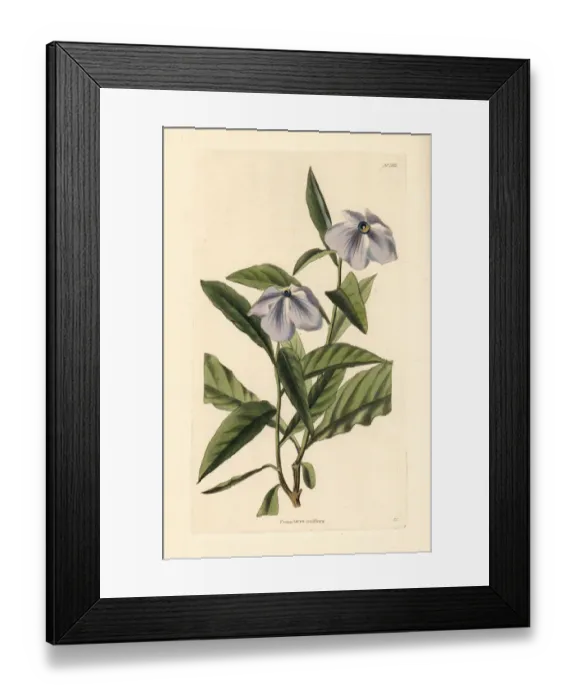 Framed Print : Manaca raintree, Brunfelsia uniflora Framed Print : Manaca raintree, Brunfelsia uniflora