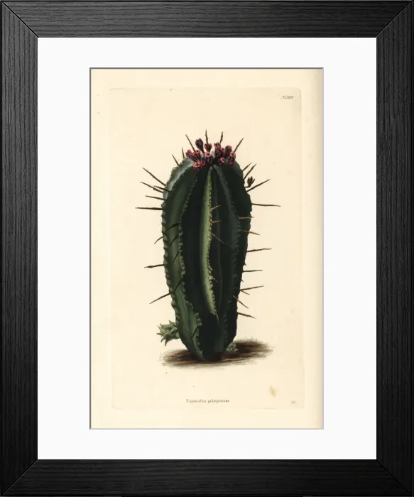 Framed Print : Milk barrel spurge, Euphorbia cereiformis Framed Print : Milk barrel spurge, Euphorbia cereiformis