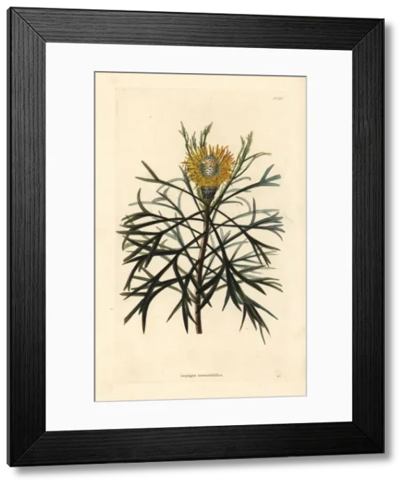 Framed Print : Broad-leaved drumsticks, Isopogon anemonifolius Framed Print : Broad-leaved drumsticks, Isopogon anemonifolius