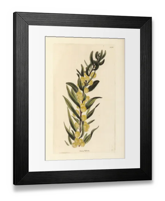 Framed Print : Kangaroo thorn or prickly wattle, Acacia paradoxa Framed Print : Kangaroo thorn or prickly wattle, Acacia paradoxa