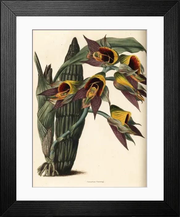 Framed Print : Large-fruited catasetum orchid, Catasetum macrocarpum Framed Print : Large-fruited catasetum orchid, Catasetum macrocarpum