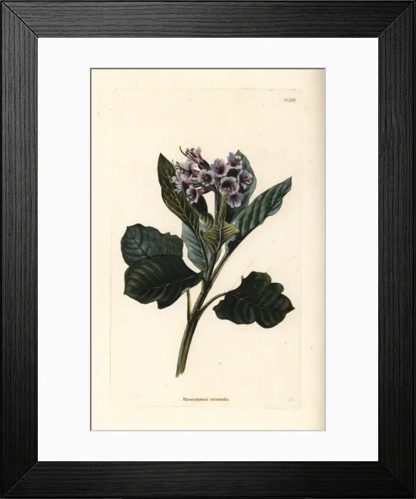 Framed Print : Oriental henbane, Physochlaina orientalis Framed Print : Oriental henbane, Physochlaina orientalis