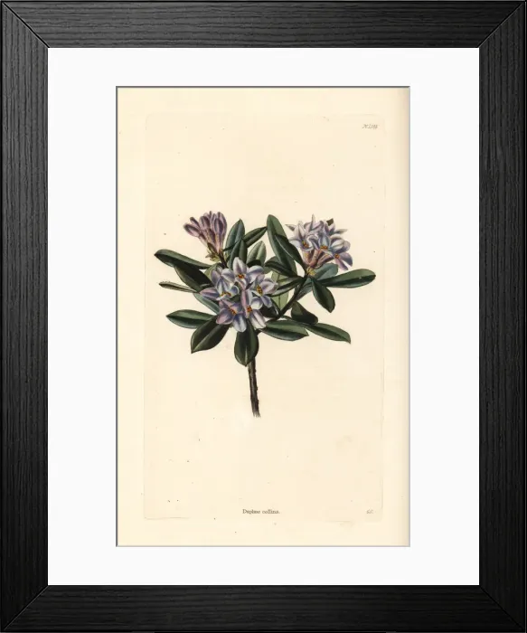 Framed Print : Daphne sericea Framed Print : Daphne sericea