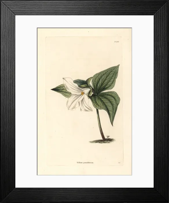 Framed Print : Great white trillium, Trillium grandiflorum Framed Print : Great white trillium, Trillium grandiflorum