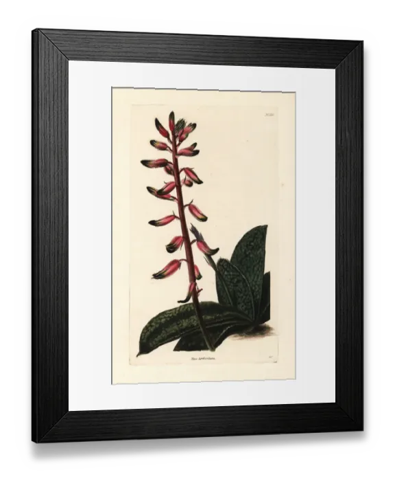 Framed Print : A Flowering Gasteria plant Framed Print : A Flowering Gasteria plant