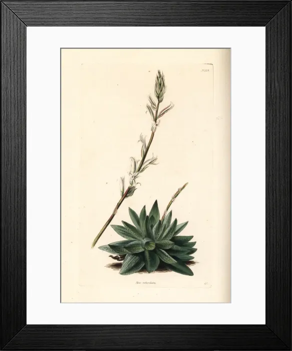 Framed Print : Haworthia reticulata Framed Print : Haworthia reticulata