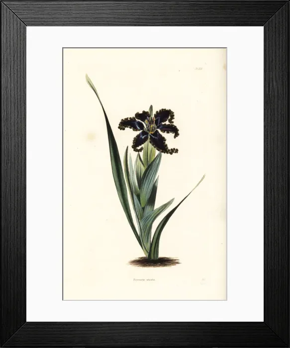Framed Print : Ferraria variabilis Framed Print : Ferraria variabilis