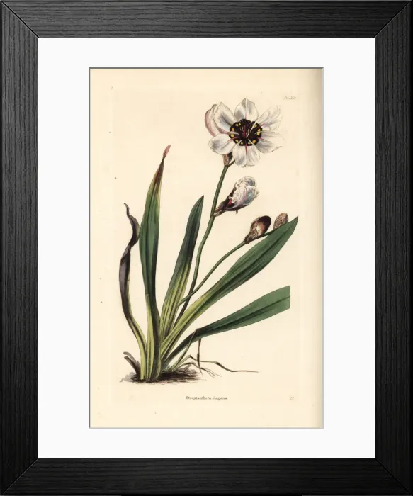 Framed Print : Elegant harlequin flower, Sparaxis elegans Framed Print : Elegant harlequin flower, Sparaxis elegans