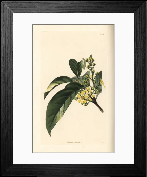 Framed Print : Bunchosia polystachya Framed Print : Bunchosia polystachya
