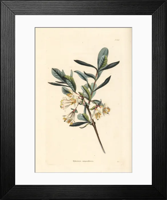 Framed Print : Black-berried honeysuckle, Lonicera nigra Framed Print : Black-berried honeysuckle, Lonicera nigra