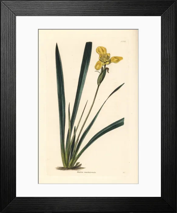Framed Print : Yellow walking iris, Trimezia martinicensis