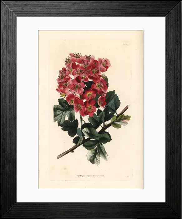 Framed Print : Hawthorn variety, Crataegus oxycantha punicea Framed Print : Hawthorn variety, Crataegus oxycantha punicea
