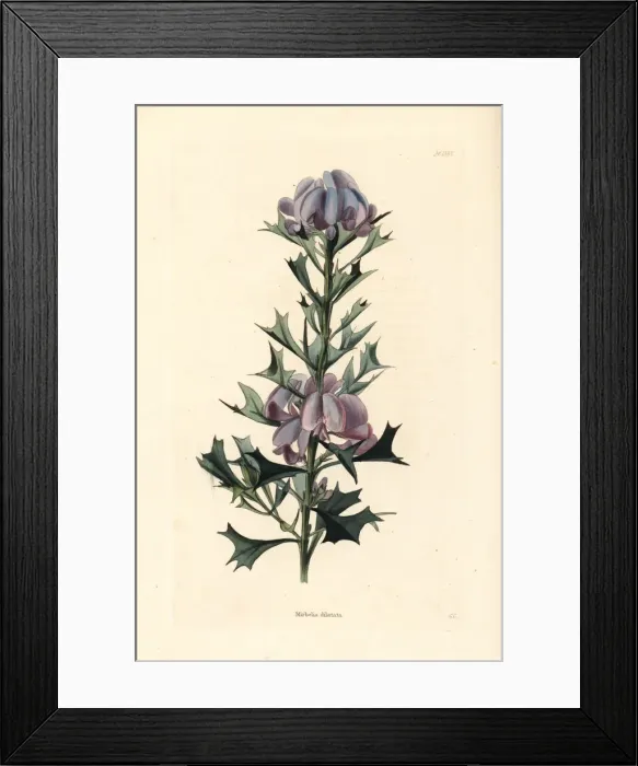Framed Print : Holly-leaved mirbelia, Mirbelia dilatata Framed Print : Holly-leaved mirbelia, Mirbelia dilatata