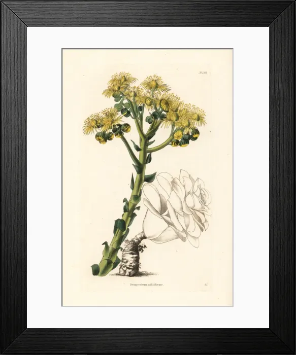 Framed Print : Sempervivum calyciforme Framed Print : Sempervivum calyciforme