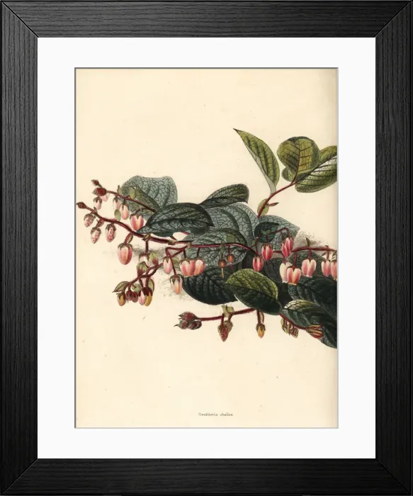 Framed Print : Salal, shallon or gaultheria, Gaultheria shallon Framed Print : Salal, shallon or gaultheria, Gaultheria shallon
