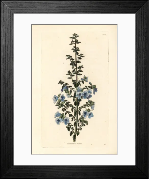 Framed Print : Australian violet lilac, Prostanthera violacea Framed Print : Australian violet lilac, Prostanthera violacea