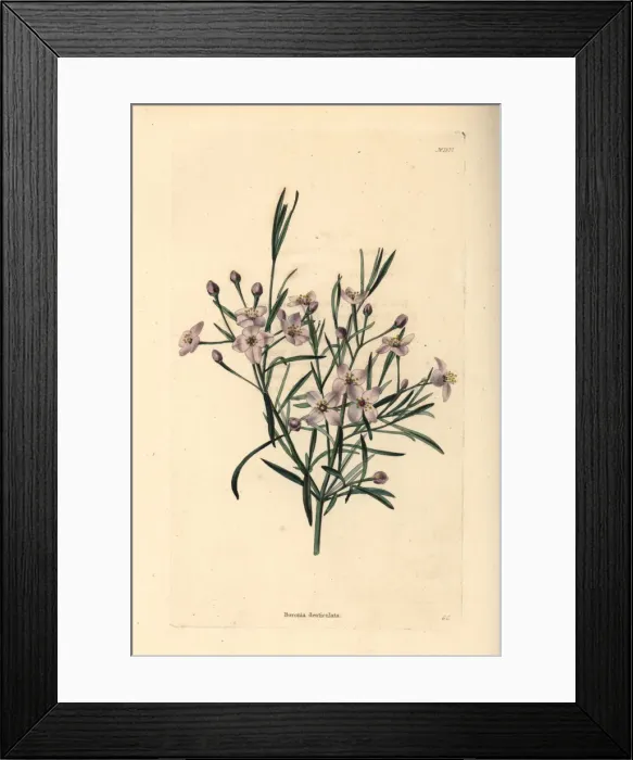 Framed Print : Mauve boronia, Boronia denticulata Framed Print : Mauve boronia, Boronia denticulata