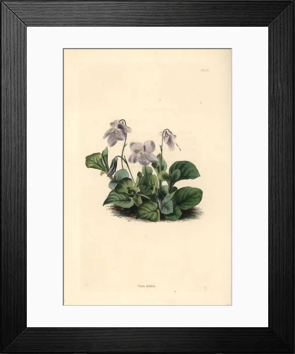 Framed Print : Spreading violet, Viola debilis Framed Print : Spreading violet, Viola debilis