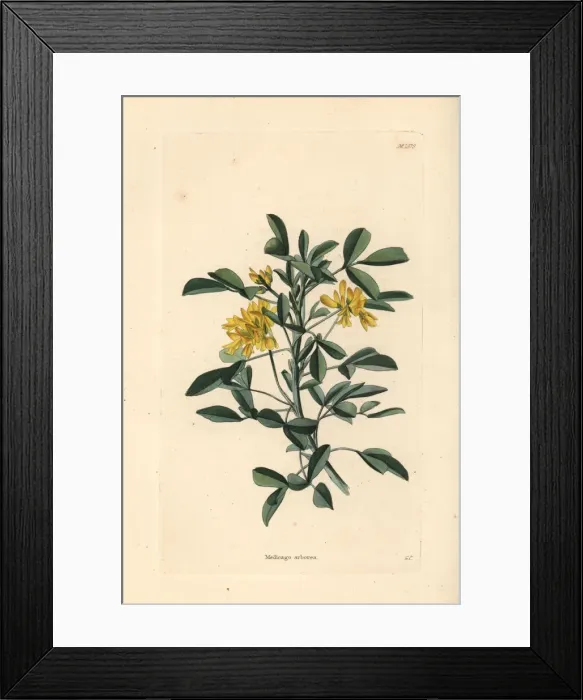 Framed Print : Moon trefoil or shrub medick, Medicago arborea Framed Print : Moon trefoil or shrub medick, Medicago arborea