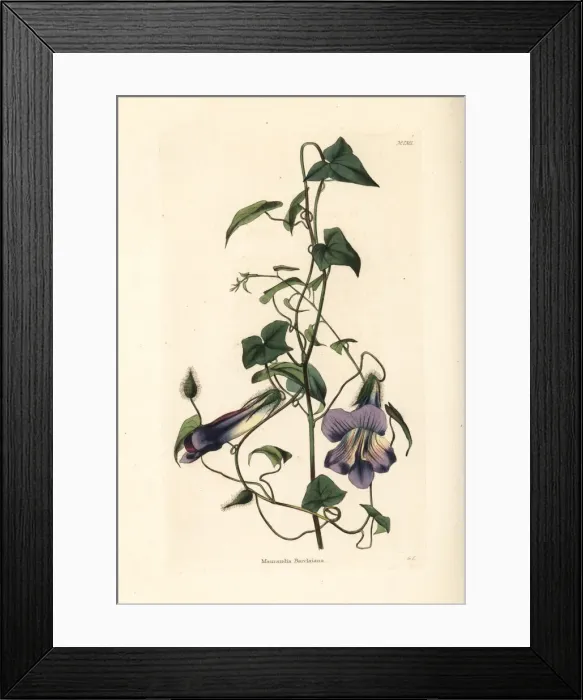 Framed Print : Angels trumpet or Mexican viper, Maurandya barclayana Framed Print : Angels trumpet or Mexican viper, Maurandya barclayana