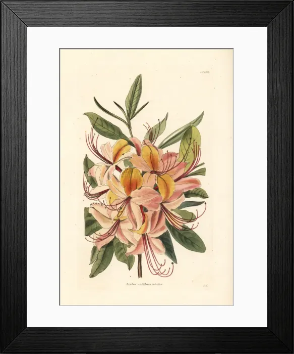 Framed Print : Azalea nudiflora tricolor Framed Print : Azalea nudiflora tricolor