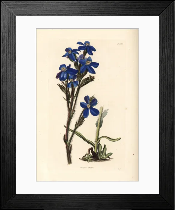 Framed Print : Garden anchusa or Italian bugloss, Anchusa azurea Framed Print : Garden anchusa or Italian bugloss, Anchusa azurea