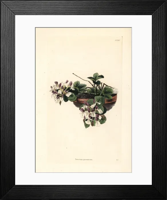 Framed Print : Pyranean germander, Teucrium pyrenaicum Framed Print : Pyranean germander, Teucrium pyrenaicum