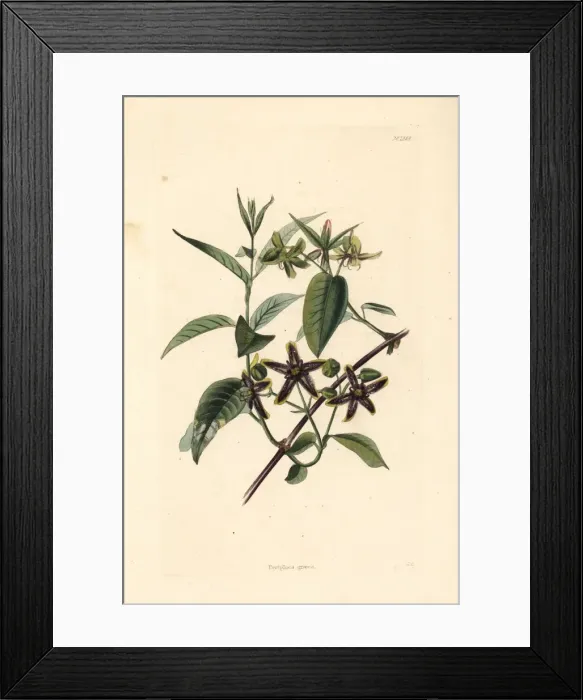 Framed Print : Silkvine, Periploca graeca Framed Print : Silkvine, Periploca graeca