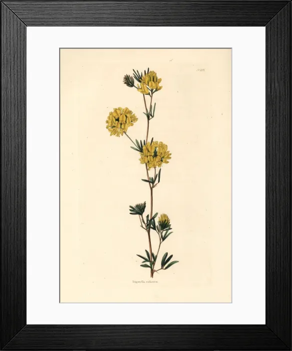 Framed Print : Alfalfa, Medicago ruthenica Framed Print : Alfalfa, Medicago ruthenica