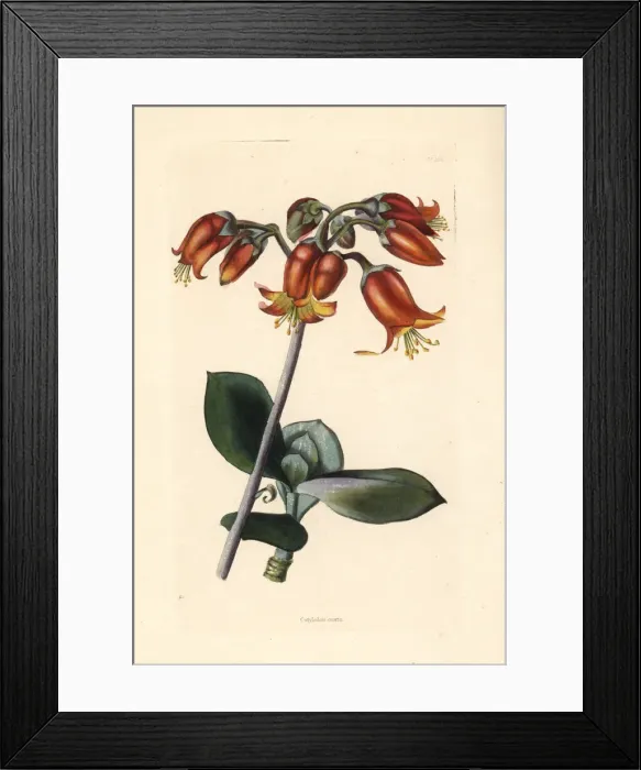 Framed Print : Pigs ear or round-leafed navel-wort, Cotyledon orbiculata Framed Print : Pigs ear or round-leafed navel-wort, Cotyledon orbiculata