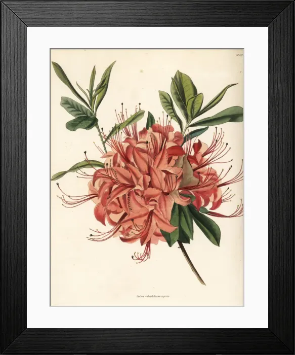 Framed Print : Rhododendron calendulaceum var. cupraea Framed Print : Rhododendron calendulaceum var. cupraea