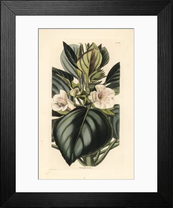 Framed Print : Velvet gloxinia, Gloxinia velutina Framed Print : Velvet gloxinia, Gloxinia velutina