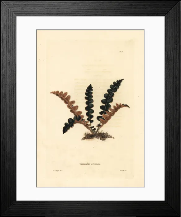 Framed Print : Rustyback fern, Ceterach officinarum Framed Print : Rustyback fern, Ceterach officinarum