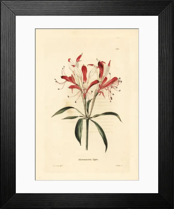 Framed Print : St. Martins flower, Alstroemeria ligtu Framed Print : St. Martins flower, Alstroemeria ligtu