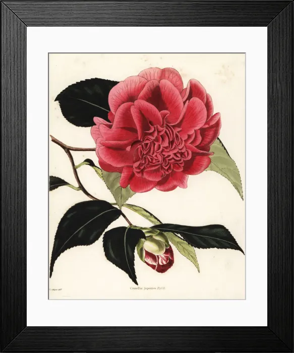 Framed Print : Mr. Rosss camellia hybrid, Camellia japonica rossi Framed Print : Mr. Rosss camellia hybrid, Camellia japonica rossi