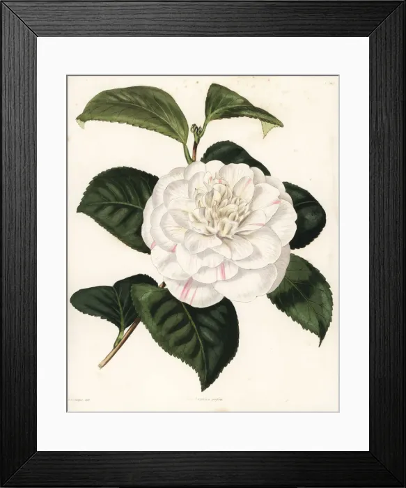 Framed Print : Mr. Presss camellia, Camellia japonica pressii Framed Print : Mr. Presss camellia, Camellia japonica pressii