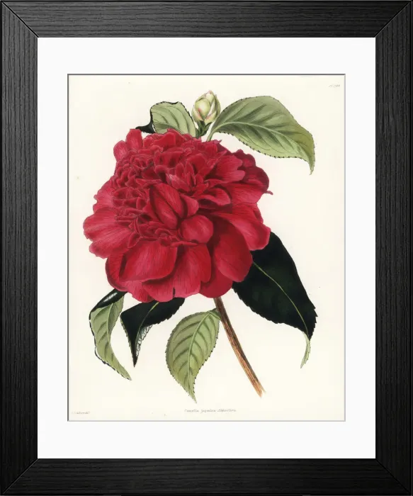 Framed Print : Althaeiflora hybrid camellia, Camellia japonica althaeiflora Framed Print : Althaeiflora hybrid camellia, Camellia japonica althaeiflora