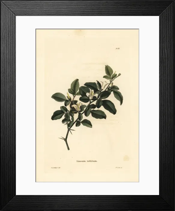 Framed Print : Limeberry, Triphasia trifolia Framed Print : Limeberry, Triphasia trifolia