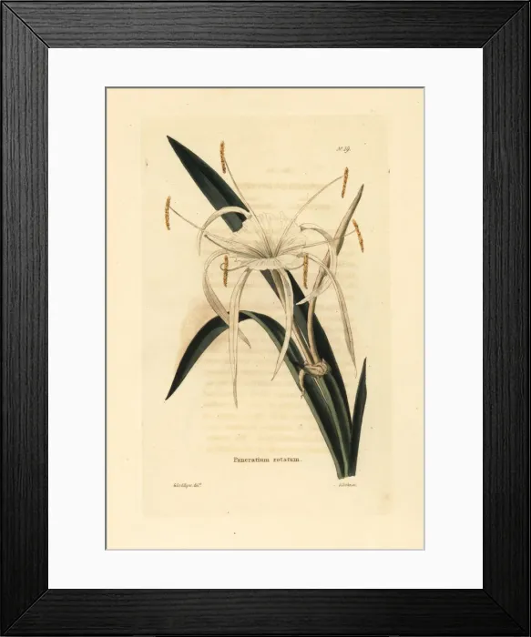 Framed Print : Streambank spiderlily, Hymenocallis rotata Framed Print : Streambank spiderlily, Hymenocallis rotata