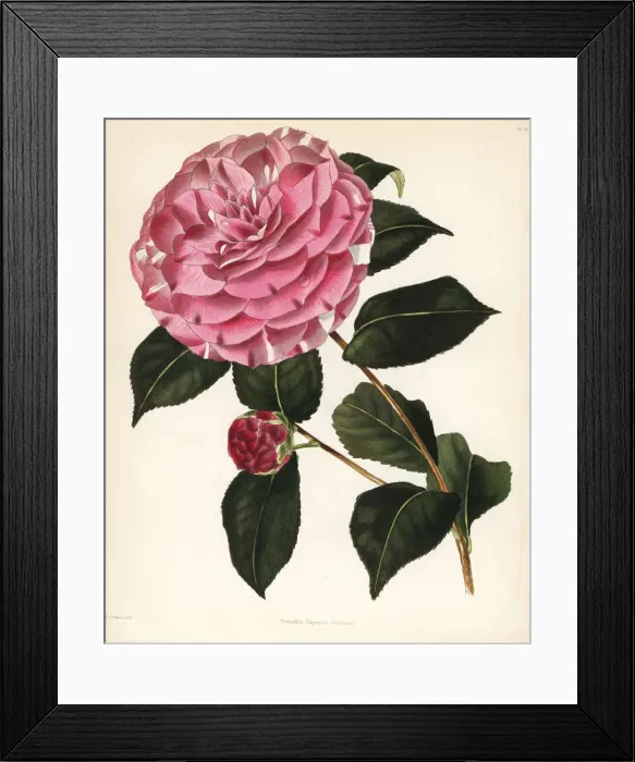 Framed Print : Imbricata hybrid camellia, Camellia japonica imbricata