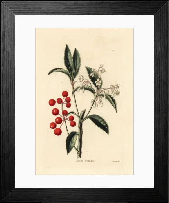 Framed Print : Christmas berry, Ardisia crenata Framed Print : Christmas berry, Ardisia crenata